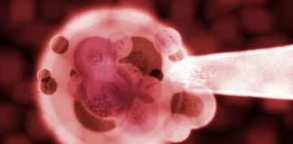 Gebeliğin/Hamileliğin 4. Haftası