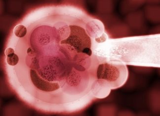 Gebeliğin/Hamileliğin 4. Haftası