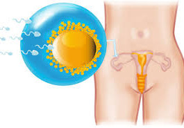 Gebeliğin/Hamileliğin 3. Haftası