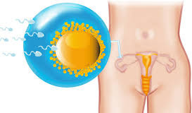 Gebeliğin/Hamileliğin 3. Haftası